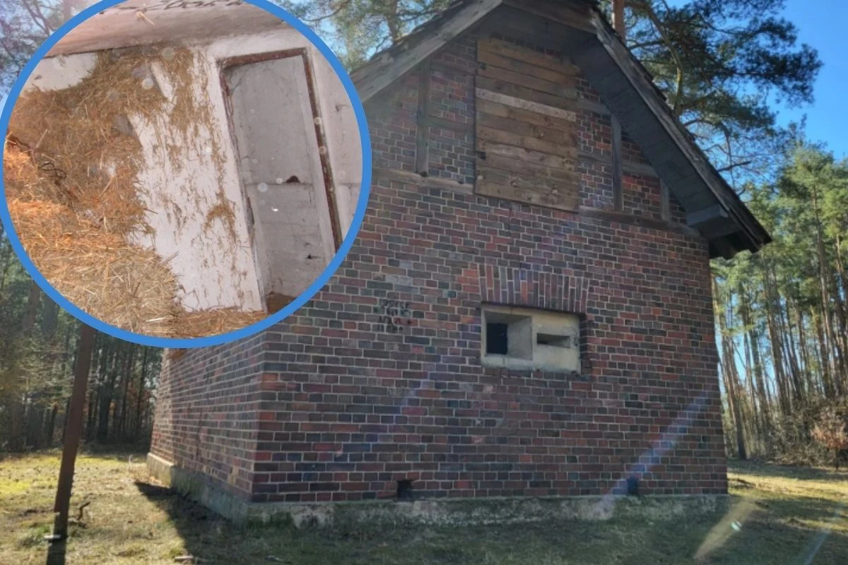 Stara, ceglana opuszczona budowla na tle lasu sosnowego, z częściowo zabitymi deskami oknami i niewielkim prostokątnym otworem w ścianie. W rogu głównego obrazu znajduje się wstawka przedstawiająca zbliżenie wnętrza zniszczonego pomieszczenia z resztka...