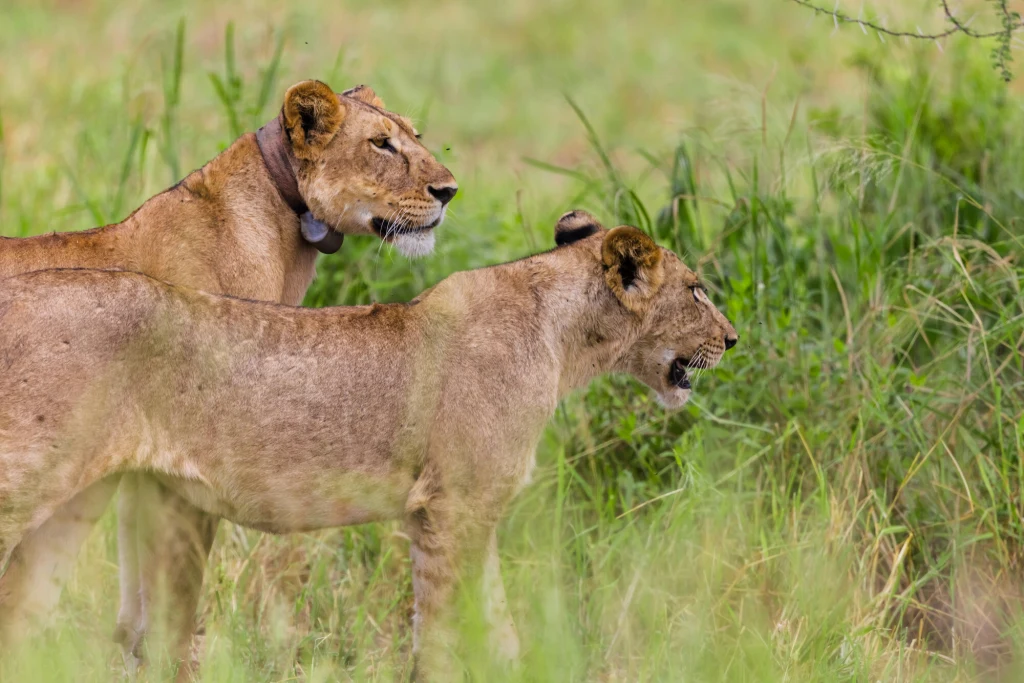 Dwie lwice stojące w wysokiej trawie, jedna z nich ma na szyi obrożę telemetryczną. Zwierzęta skierowane są w jedną stronę, czujnie obserwując otoczenie.