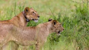 Drapieżniki nie przetrwają batalii z człowiekiem. Zajmujemy ich tereny 