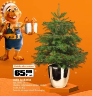 Ялиця кавказька