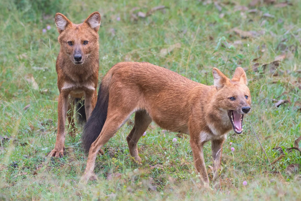 Dwa dzikie psy o rudobrązowej sierści stojące na zielonej trawie, jeden patrzy wprost, drugi z otwartym pyskiem, jakby ziewał lub szczekał, w tle widoczna roślinność.