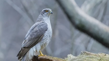 Populacja tego gatunku maleje. Poznaj wyniki badań naukowców z Białegostoku