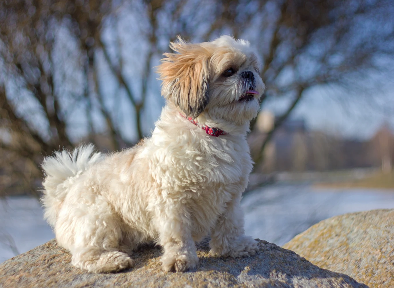 Czy pies może wypełnić pustkę w sercu? Mały, puszysty pies rasy shih tzu w kremowo-białym umaszczeniu stoi na kamieniu w parku. Ma obrożę na szyi, a w tle widać rozmyte drzewa oraz jasny, słoneczny dzień.