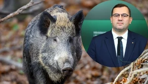 Dzik z ASF znaleziony pod Piotrkowem Trybunalskim. Krajewski: Nie wykluczamy sabotażu