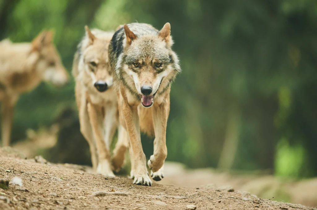 Dwa wilki idące przez leśną ścieżkę, skupione i czujne, w tle widać rozmyte drzewa i kolejne osobniki stada.