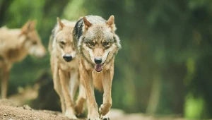 Wilki atakują ludzi i porywają dzieci. W ruch poszły drony