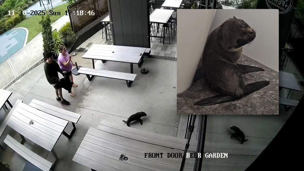 Młoda foka przemieszcza się po utwardzonym podłożu w ogródku piwnym, w sąsiedztwie dwóch osób stojących obok stołu. W prawym górnym rogu widoczny portret foki siedzącej w kącie wnętrza.