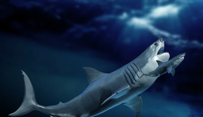 Rekiny zaczęły ewoluować do wielkich rozmiarów już 115 mln lat temu