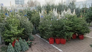 Jaka jest najlepsza choinka na święta? Choinki do ogrodu