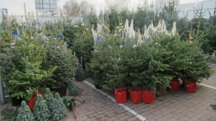 Jaka jest najlepsza choinka na święta? Choinki do ogrodu