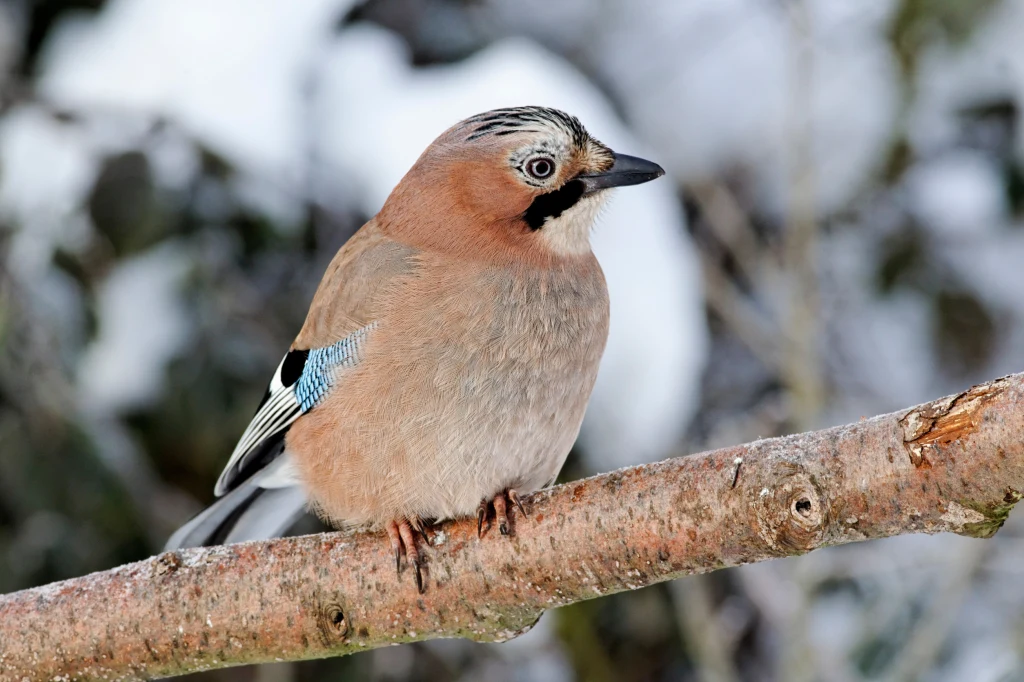 Sójka siedzi na gałęzi drzewa, tło stanowi rozmyta zimowa sceneria z lekko zaśnieżonymi gałęziami. Ptak ma brązowo-różowe upierzenie z niebiesko-czarnymi akcentami na skrzydłach.