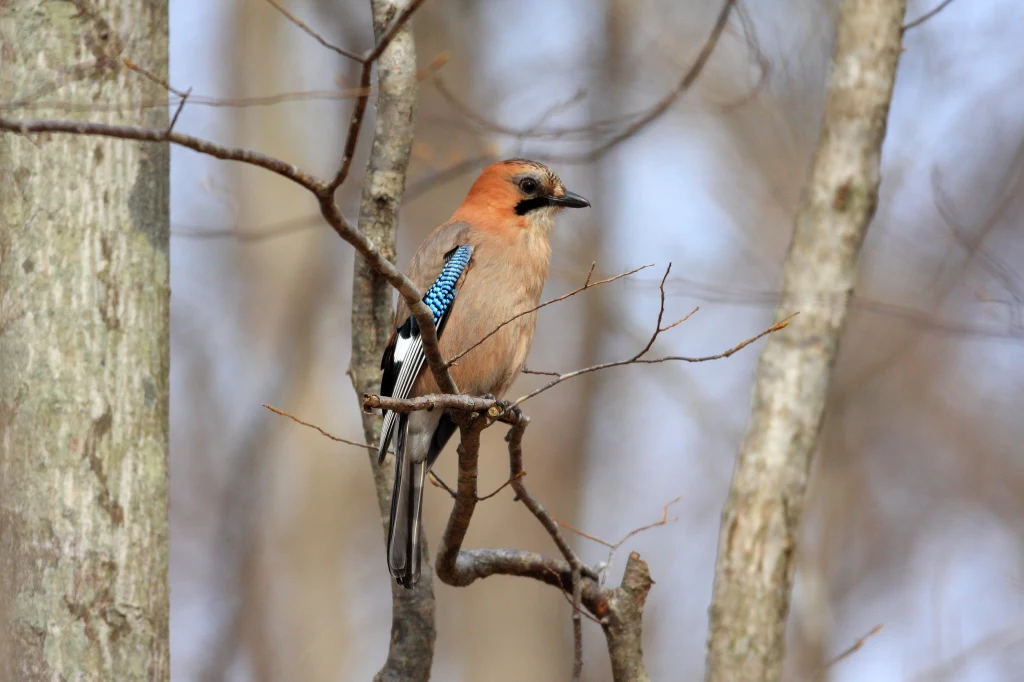 Sójka siedząca na cienkiej gałęzi pośród drzew liściastych, upierzenie brązowo-niebieskie, tło lekko rozmyte, budujące spokojną atmosferę leśnego otoczenia.