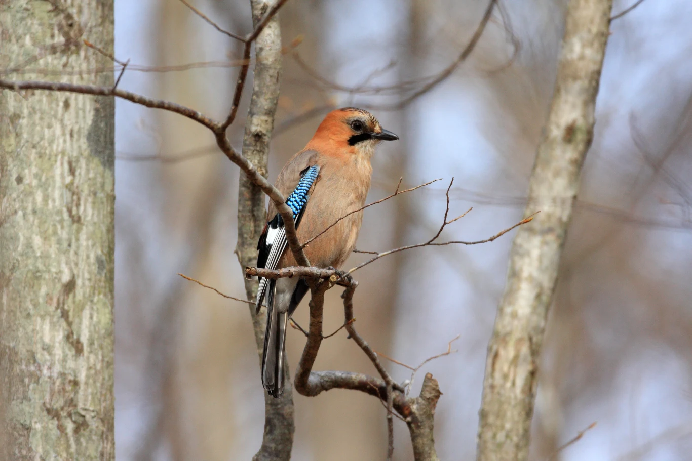 Sójka siedząca na cienkiej gałęzi pośród drzew liściastych, upierzenie brązowo-niebieskie, tło lekko rozmyte, budujące spokojną atmosferę leśnego otoczenia.