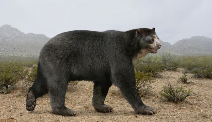 Arctotherium angustidens to zapewne największy niedźwiedź w dziejach. Ważył grubo ponad tonę
