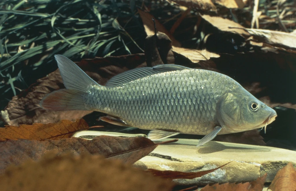 W 2016 Sąd Najwyższy w Polsce wydał wyrok, w którym uznano sprzedaż żywych karpi w torebkach bez wody za znęcanie się nad zwierzętami