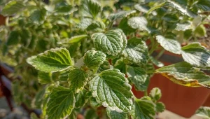 Zanim temperatura na zewnątrz spanie poniżej 10 st. C, warto zadbać o komarzycę.