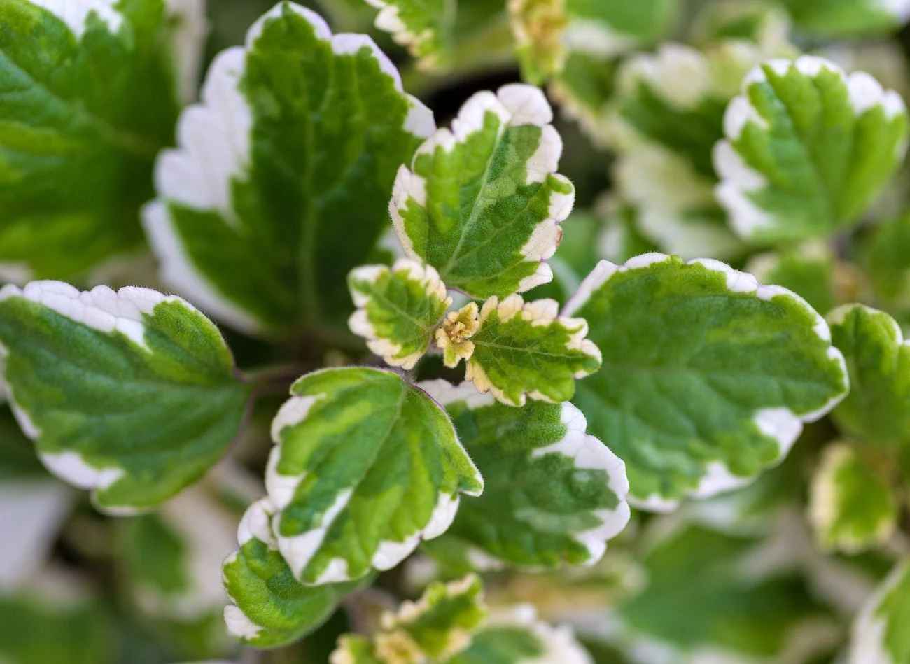 Najpopularniejszym wariantem jest komarzyca 'Variegata', znana też jako'Marginatus'.