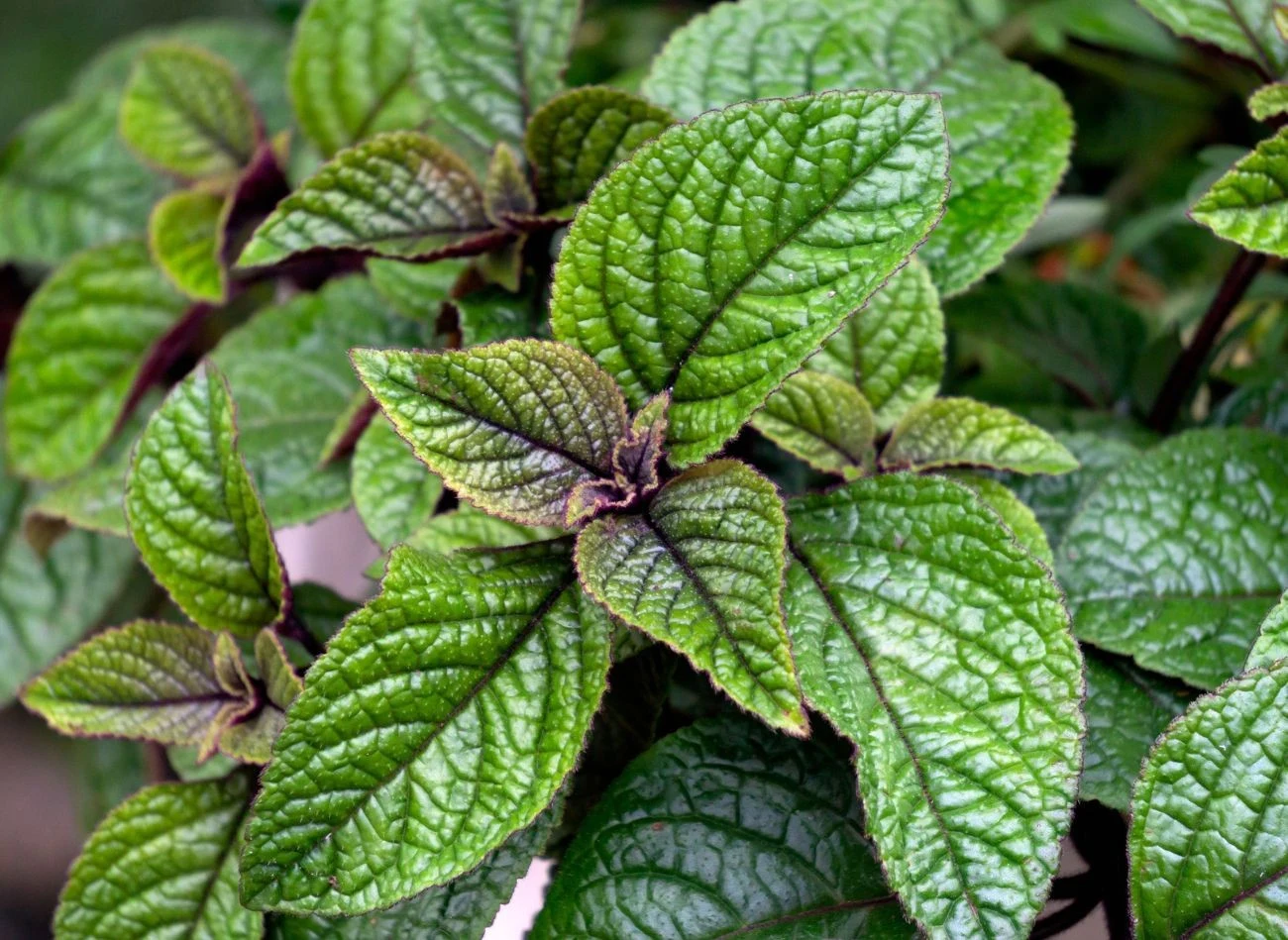 Komarzyca nie jest mrozoodporna i nie przetrwa zimy na zewnątrz.