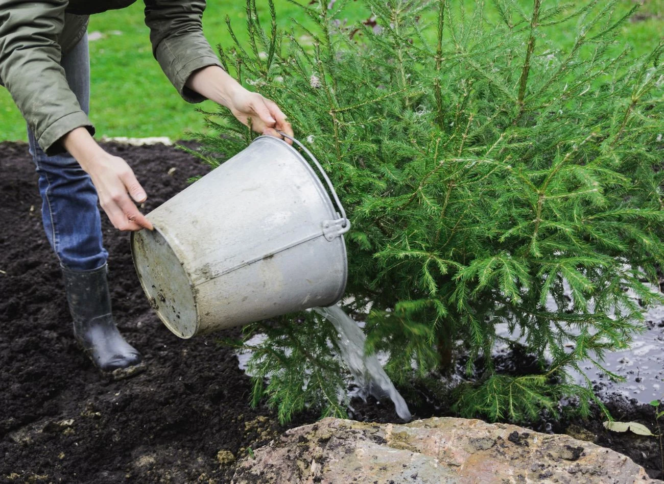 Nawadnianie podczas odwilży to jeden z najskuteczniejszych sposobów ochrony iglaków zimą.