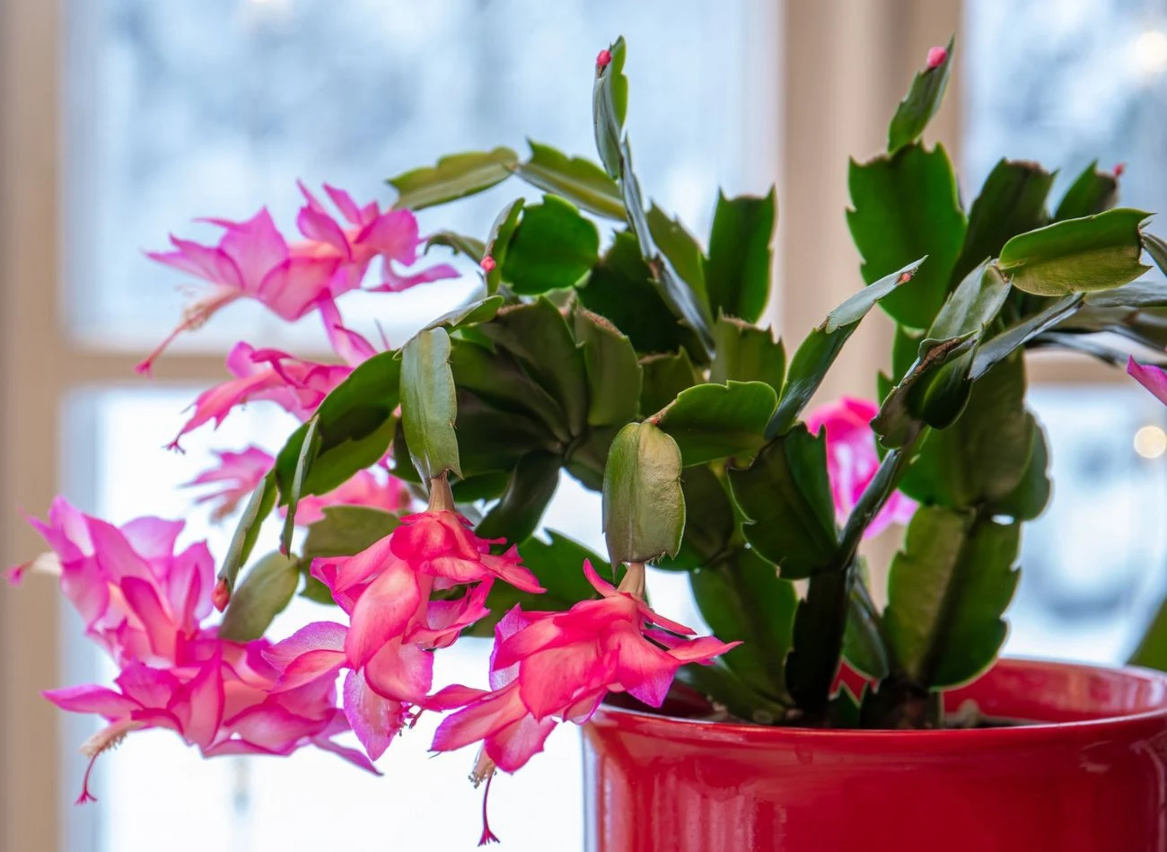 Najczęstszą przyczyną więdnięcia grudnika jest przelanie