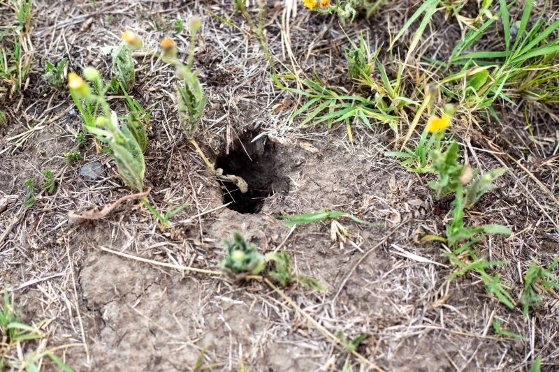 Ryjówki mogą kryć się w dziurach w ziemi wykopanych przez nornice