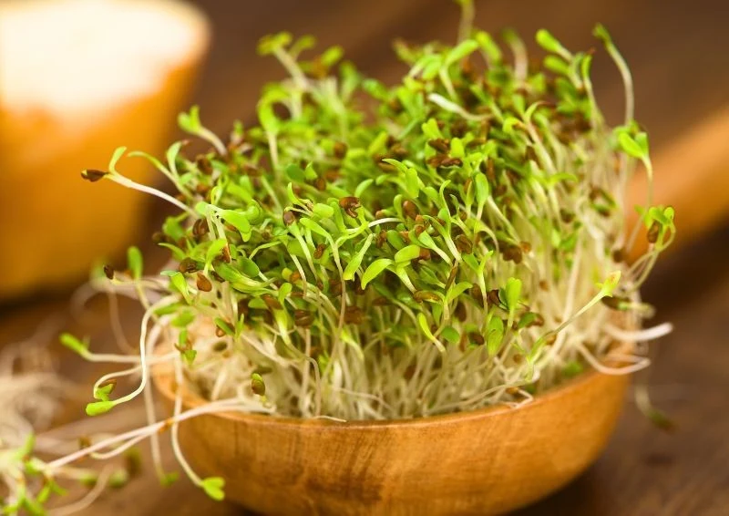 Kiełki lucerny możesz wyhodować na własnym parapecie.