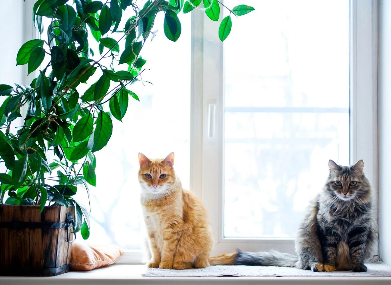 Koty lubią rutynę, a jej zmiana powoduje u nich silny stres