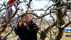 Grudniowe cięcie drzew owocowych dotyczy głównie drzew ziarnkowych, czyli jabłoni i grusz.