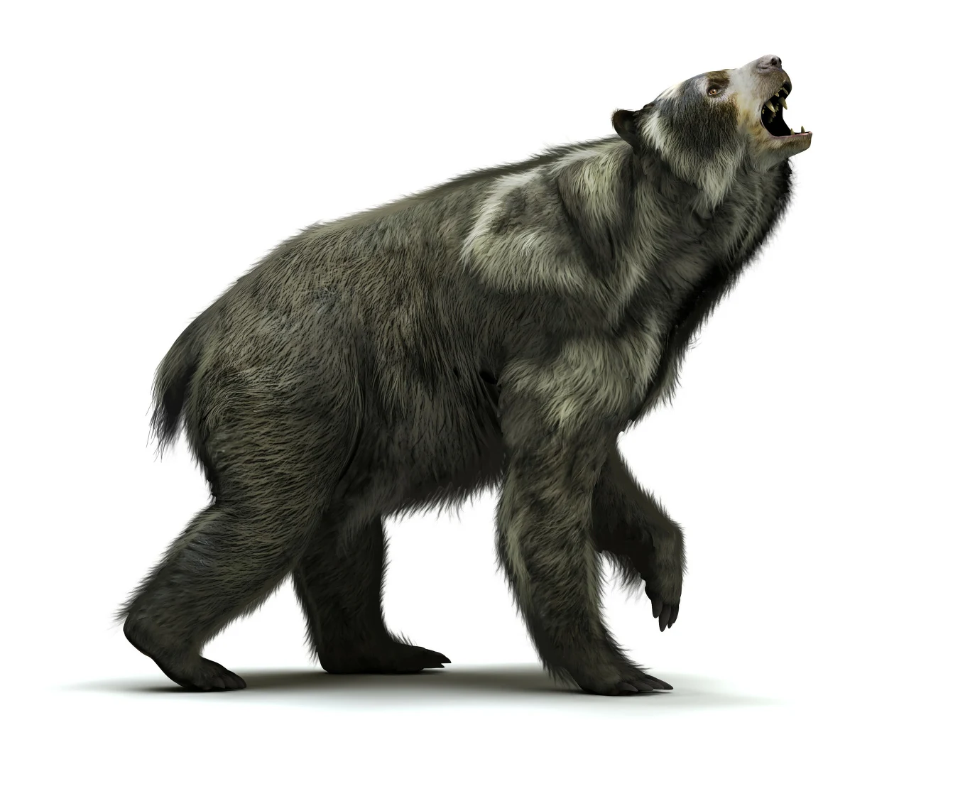 Niedźwiedź krótkopyski był ogromny. Mógł powalić wielkie ofiary jak bizony, leniwce, może nawet trąbowce Duży prehistoryczny ssak przypominający niedźwiedzia, stojący na czterech łapach z otwartym pyskiem i widocznymi ostrymi zębami, sierść ciemnoszara, tło białe i jednolite.