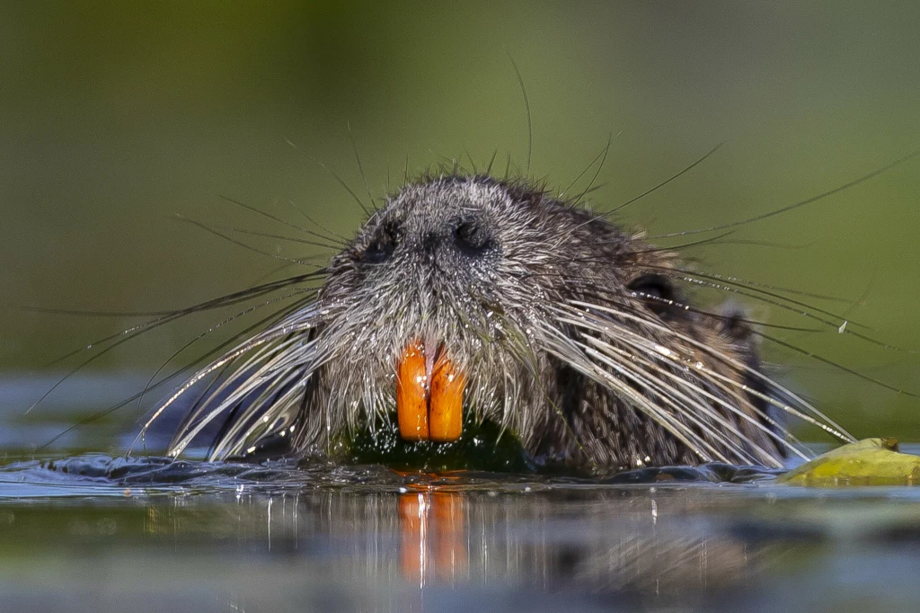 Zbliżenie na głowę zwierzęcia wodnego, prawdopodobnie nutrii, wynurzającego się z wody. Wyraźnie widoczne pomarańczowe siekacze oraz długie wibrysy. Tło rozmyte, zielonkawe.