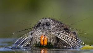 Problem u sąsiada Polski. Niemcy polują na inwazyjne ssaki
