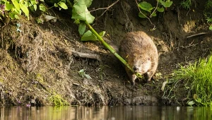 Beton zamiast bobrów, przyrodnicy alarmują. "Renaturyzacja po polsku"