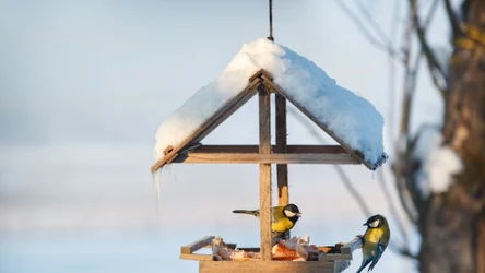 Ptaki mają swoje preferencje kolorystyczne. Najchętniej przylecą do karmnika w neutralnych barwach ziemi. 