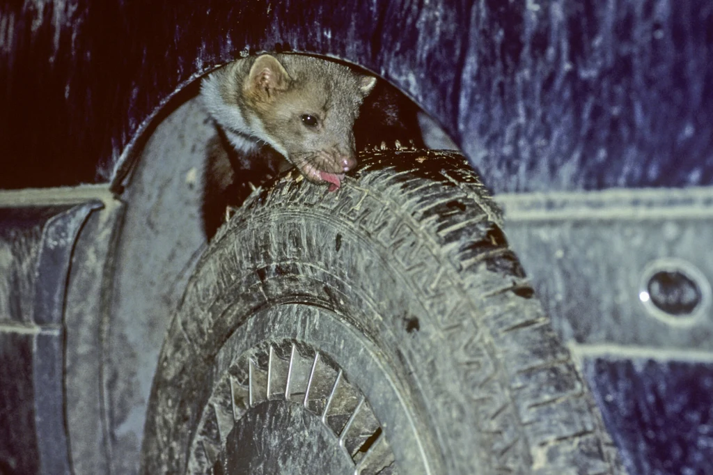 Niemiecka metoda na kuny. Prosta i skuteczna Kuna liżąca oponę samochodu, częściowo ukryta pod błotnikiem pojazdu, ciemne tło podkreśla nocną scenerię i naturalne zachowanie zwierzęcia.