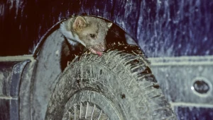 Koniec z kunami w aucie? Prosty patent robi furorę w Europie