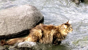 Nauczyli koty oswajać się z wodą. Korzyści zaskoczyły nawet naukowców