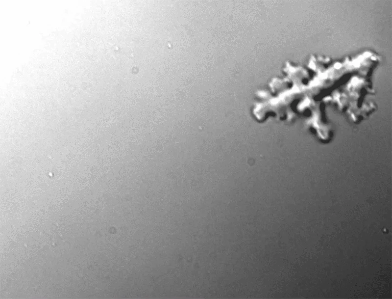 Incendiamoeba cascadensis może rozwijać się w temperaturach, które zabiłyby inne złożone komórki. Mikroskopijny organizm wodny unoszący się w przestrzeni na jasnym tle, widoczne segmentowanie ciała i odnóża, struktura rozpoznawalna jako niesporczak.