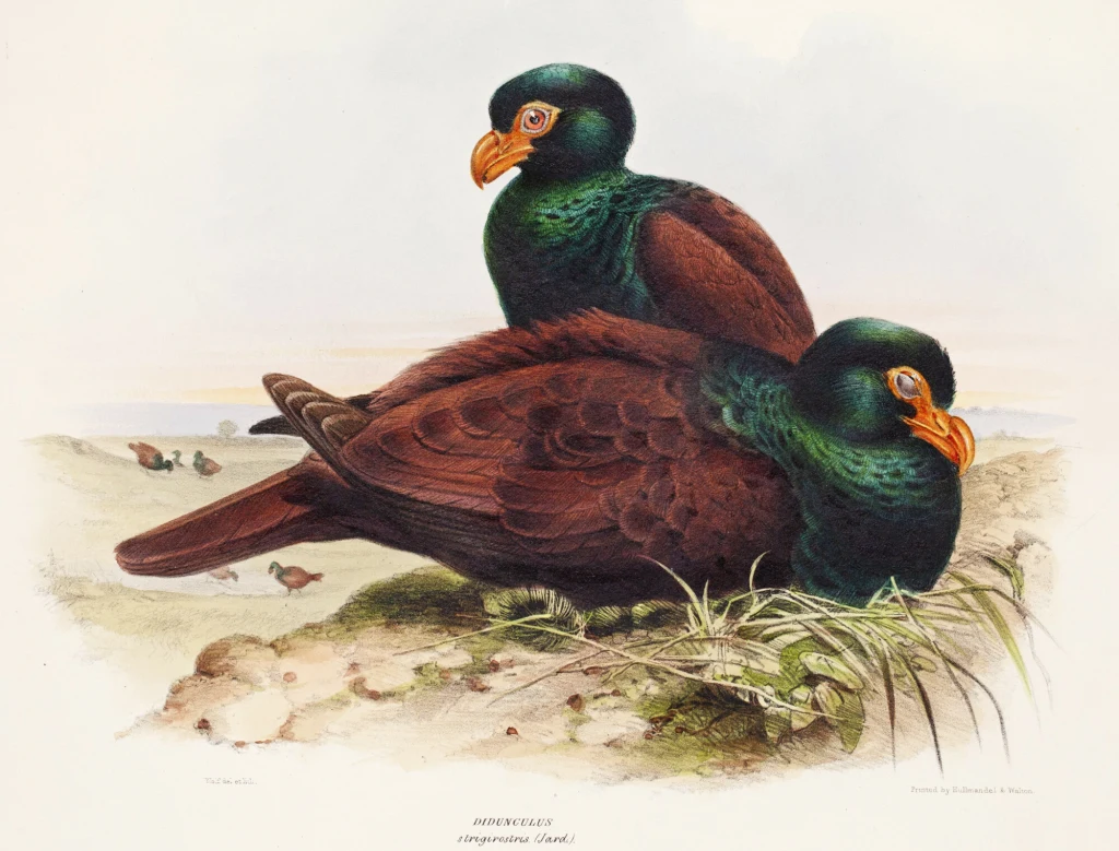 Zębacz to gołąb o długim dziobie żyjący na Samoa Dwa kolorowe ptaki z zielonymi głowami, pomarańczowymi dziobami i brązowymi piórami odpoczywają na ziemi pośród trawy, w tle widoczne zamglone sylwetki innych ptaków.