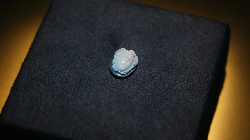 Pojedynczy ludzki ząb leży na czarnym materiale, oświetlony punktowym światłem, które podkreśla detale jego powierzchni.