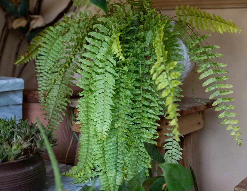 Dla paprotki ważna jest wysoka wilgotność powietrza w miejscu uprawy