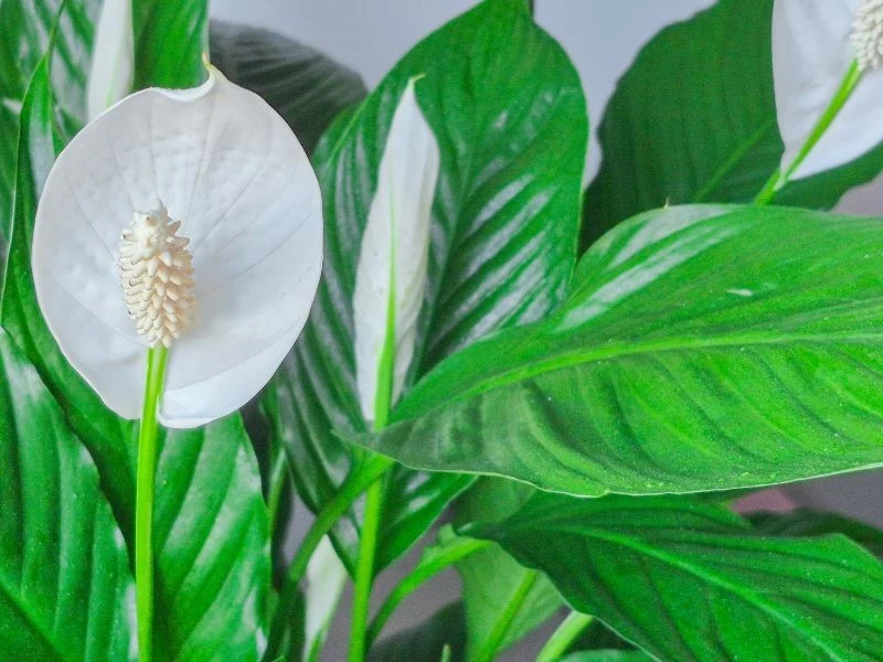 Skrzydłokwiat dzięki nawożeniu zaczyna kwitnąć zimą