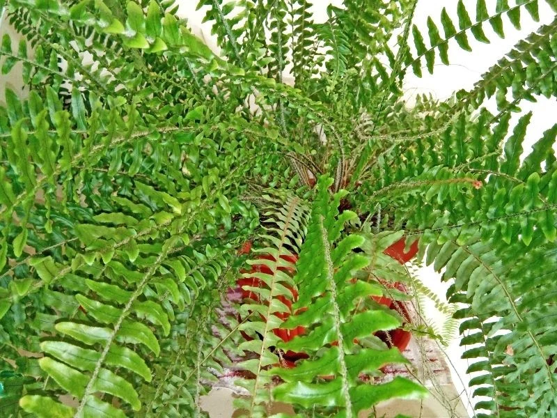 Zwłaszcza zimą w uprawie paprotki warto stosować keramzyt