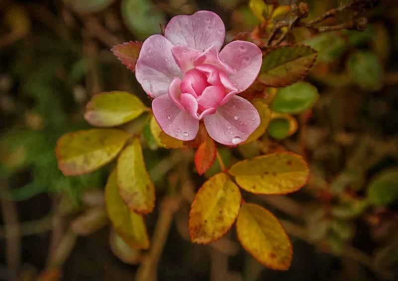 Nawet w grudniu można przycinać róże.