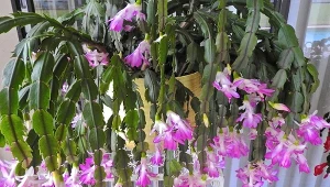 Dzięki domowej odżywce grudnik będzie kwitł dłużej i obficiej.