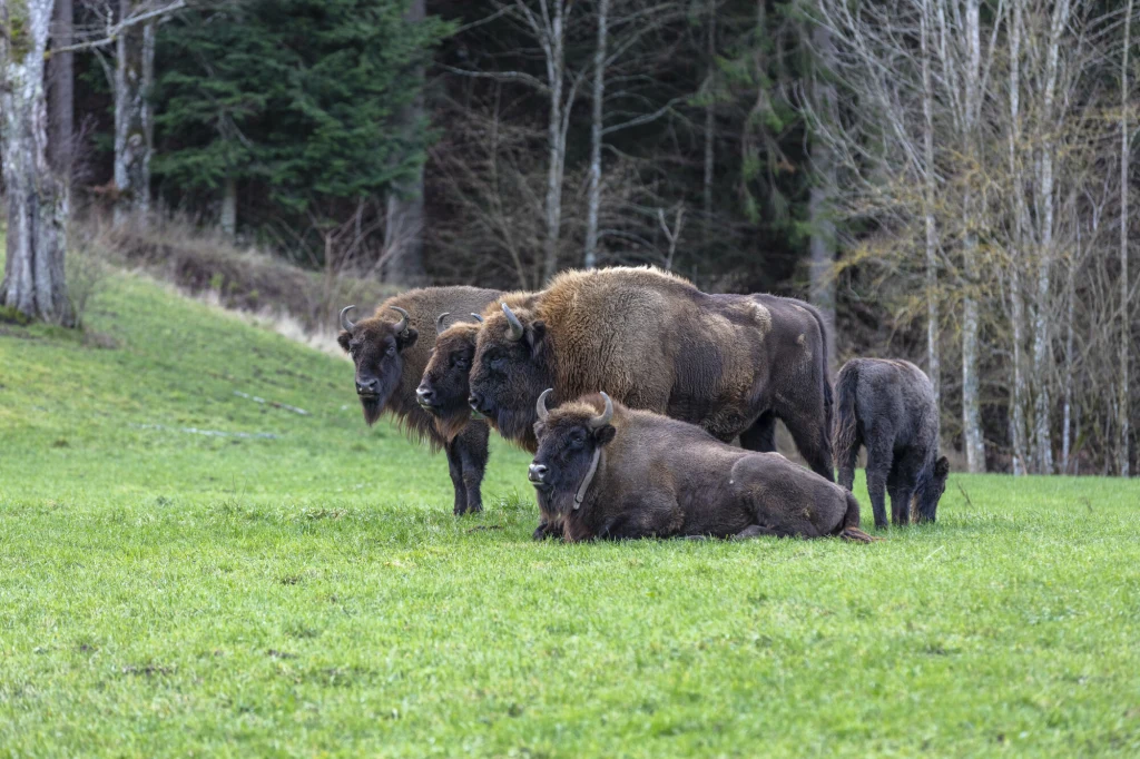 W Bieszczadach żyje ponad 800 żubrów - to najliczniejsza populacja w Polsce poza Puszczą Białowieską