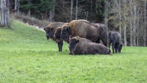 Osiem żubrów uśpionych w Bieszczadach. Dramatyczna decyzja służb