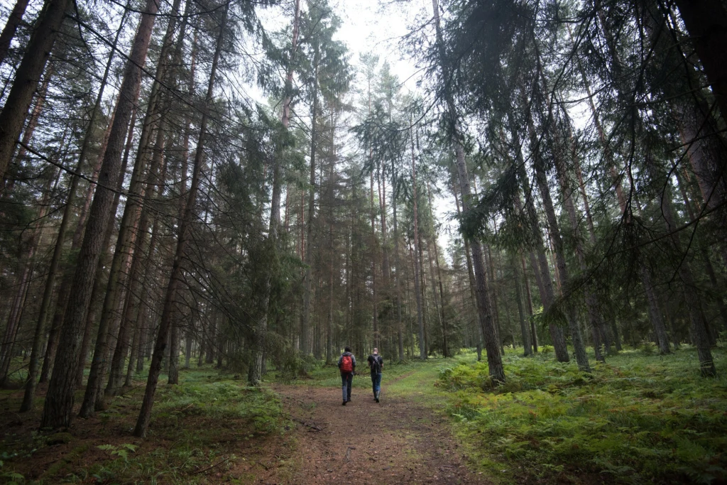Dwóch turystów z plecakami idzie szeroką ścieżką przez gęsty las sosnowy. Wysokie drzewa i zielone poszycie otaczają trasę, a naturalne światło przebija się przez korony drzew, tworząc spokojną atmosferę.