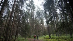 Skarb Polski jest w krytycznym stanie, przyrodnicy alarmują. Co się dzieje?