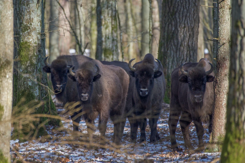Stado żubrów spacerujące między drzewami w lesie, na ziemi widoczne resztki śniegu, zwierzęta skupione w niewielkiej grupie.