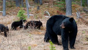 Sąd odrzucił pozew obrońców przyrody. Rusza polowanie na niedźwiedzie